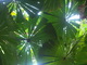 Fan Palm Leaves, Daintree NP